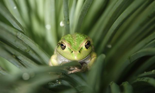 Motorbike frog | The Medical Journal of Australia